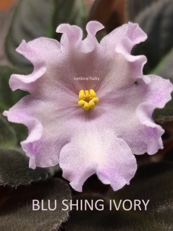 057. BLU SHING IVORY